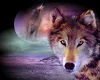 wolf deck 4
