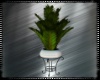 Beach House Plant 2