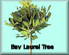 Bay Laurel Tree