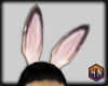 ears sugar bunny v1