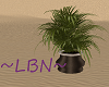 ~LBN~  Stout Palm