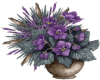 Purple Flowers In Pot