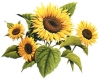 [ML]Sunflowers