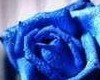 blue rose shirt