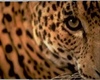 (KPR)Leopard Pic