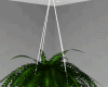 Hanging Fern Plant