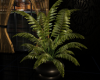 (SL) FERN Potted Plant