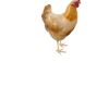 BUFF ORP HEN ANIMATED