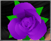 *Purple Hair Rose*