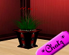deep red plant