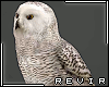 R║ Owl Hedwig