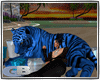 [GB]tiger v gift blue