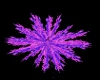 Fireworks-Purple n Pink