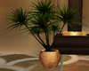 gold plant