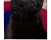 Meme Cat1