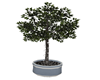 Ficus Tree With Lights