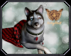 [ang]Christmas Dog