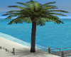 {A} Palm Tree