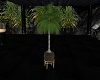 Night Beach Palm Plant