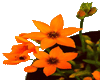xNDZx-orange flowers
