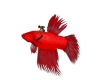 red FLYing fish