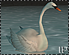 Swan Animated