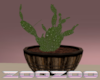 Z Country Barrel Cactus