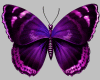 Purple Garden Butterflie
