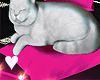 💗Bimbo Cat + Pillow
