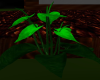 Green Lily Plant