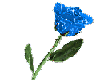 Blue Rose