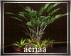odelia plant 1