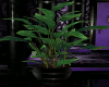 Memz Black Pot Plant