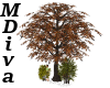 (MDiva) Autumn Tree