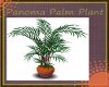 Panoma Palm Plant