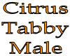 Citrus Tabby Skin (M)