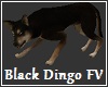 Black Dingo FV