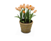 Plant Tulip orange