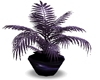 Purple Shadows Plant