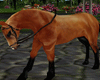 [kyh]hacienda horse