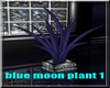 Blue Moon Plant 1