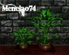 M - Plants Flora