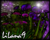 *LL* Purple plants