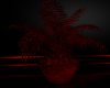 Red Black Palm Plant