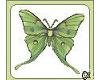 green silk moth