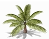 PALMERA BONITA
