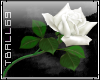 white rose sticker