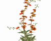 Flowers 9