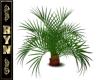 RYN: Palm Plant