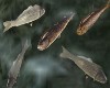 RiverFish Real Animated